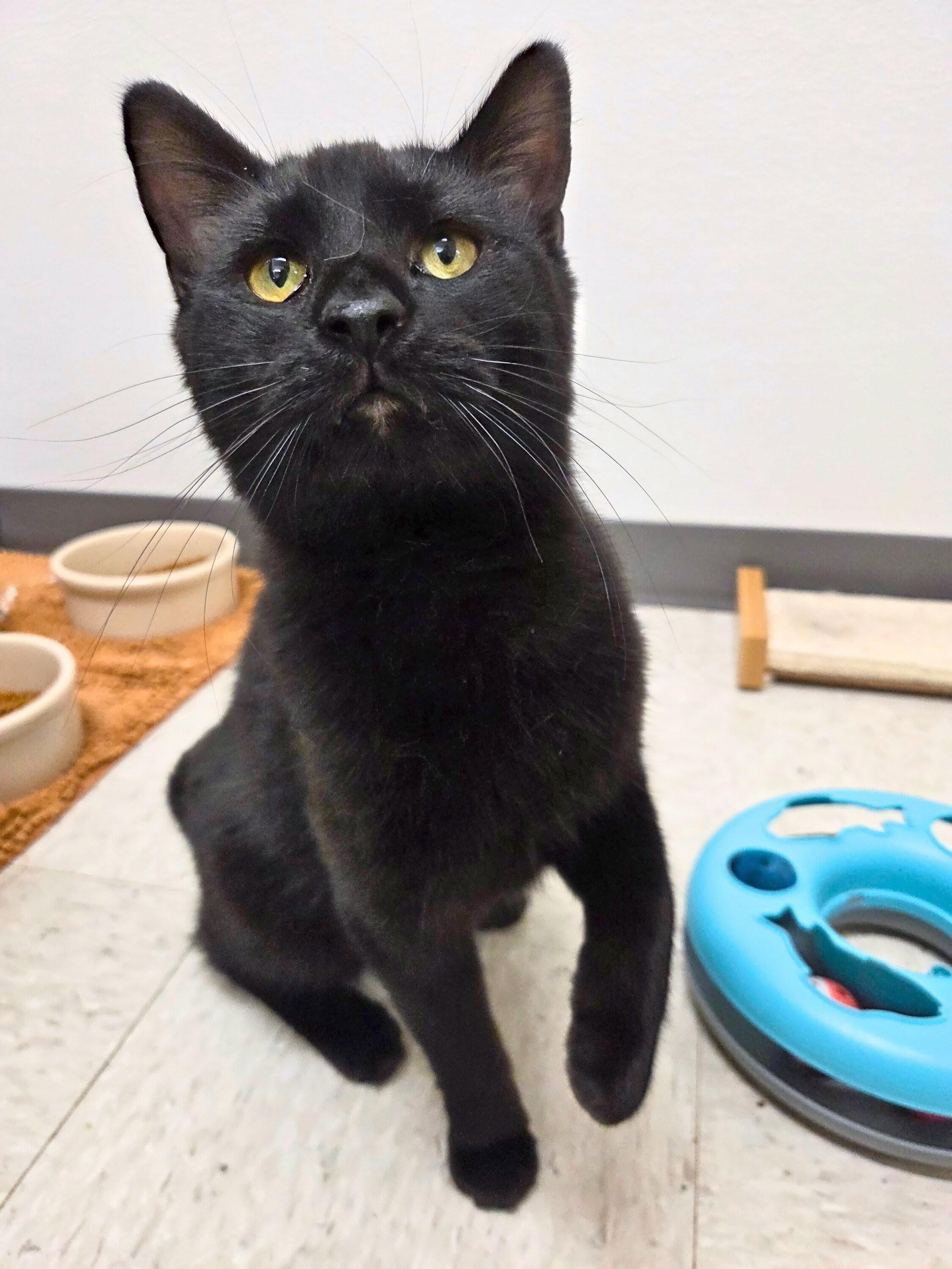 Enlarge Mr. Munch, a ADOPTABLE Domestic Short Hair in Nevada, IA image 2/2