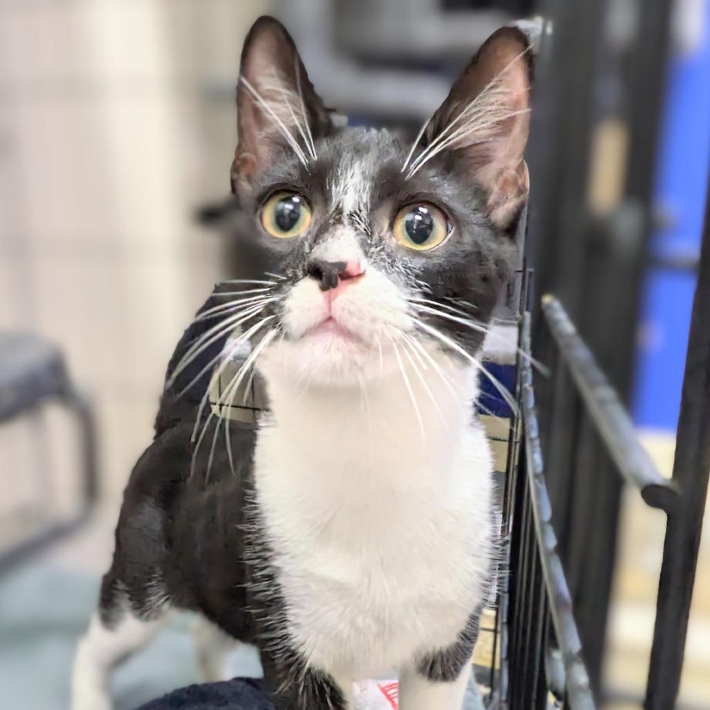 Banjo — thumbnail 2