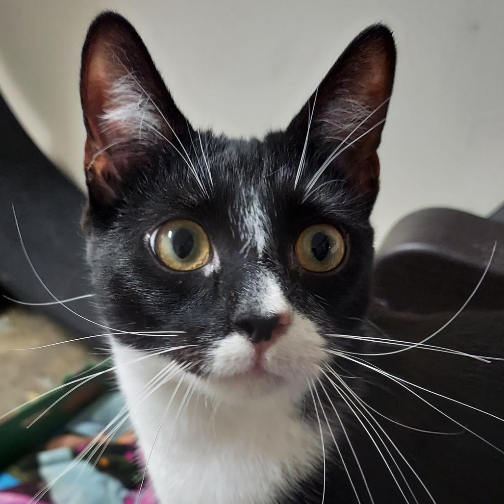 Banjo — thumbnail 3