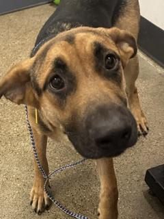 Beacon, adopted, Puppy Male German Shepherd Dog.