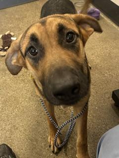 Beacon, an adopted mixed breed in Cleveland, OH image 2/2