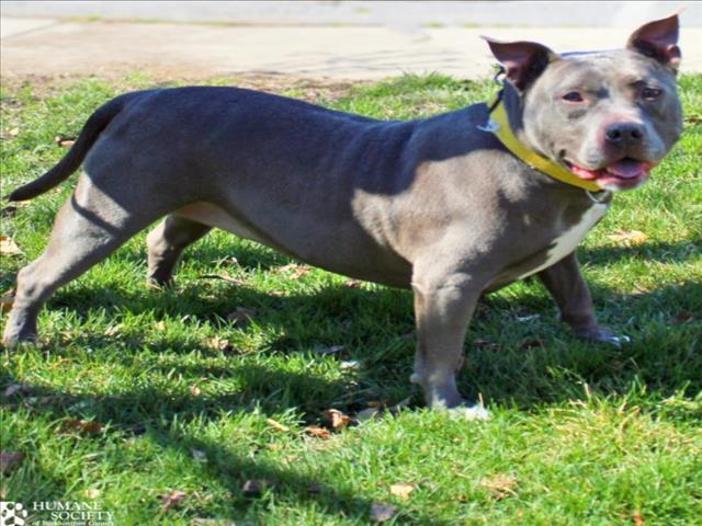 Enlarge KAIDA, a Adoptable mixed breed in Hagerstown, MD image 1/1