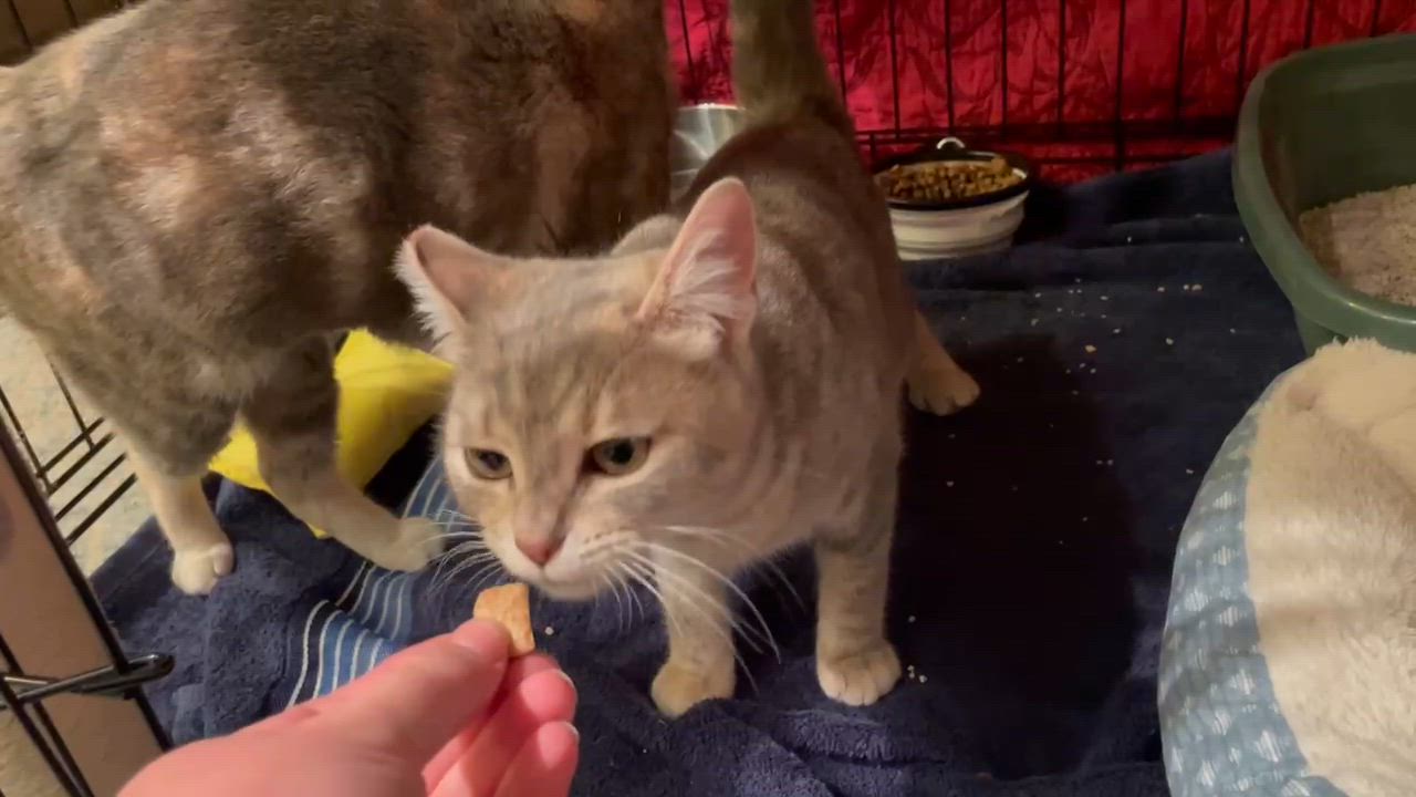 Enlarge Summer & Autumn , an adopted Domestic Short Hair in Des Moines , WA video 2/2