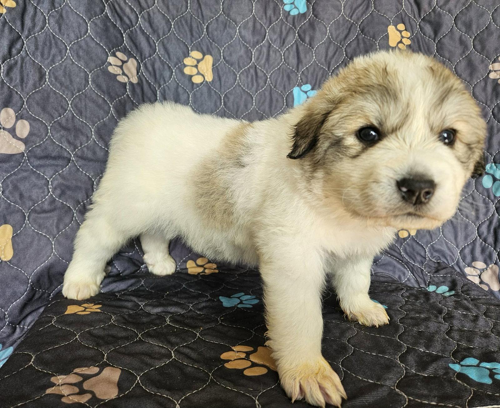 Enlarge Moana, a Adoptable Great Pyrenees in Croydon, NH image 1/3