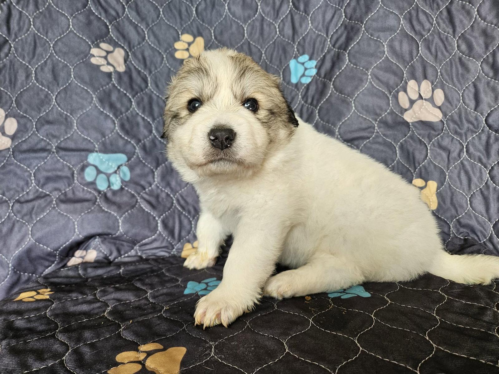 Enlarge Moana, a Adoptable Great Pyrenees in Croydon, NH image 2/3
