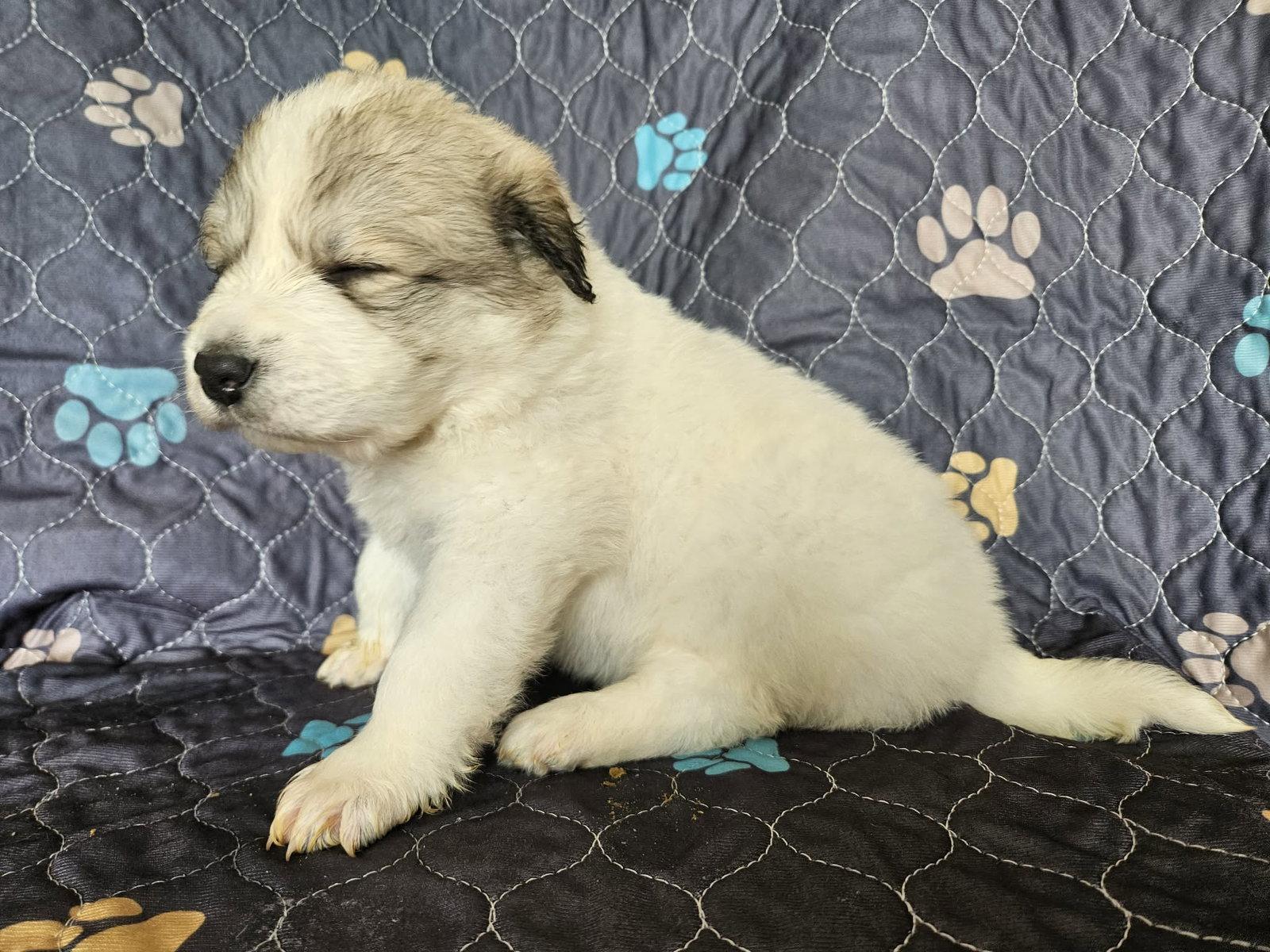 Enlarge Moana, a Adoptable Great Pyrenees in Croydon, NH image 3/3
