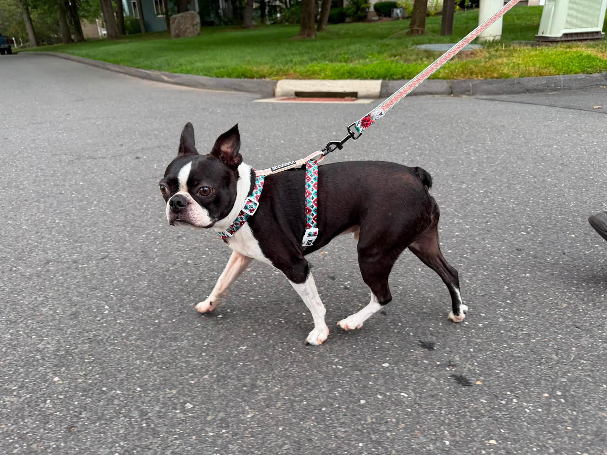 Enlarge Nacho, a Adopted Boston Terrier in New York, NY image 3/3