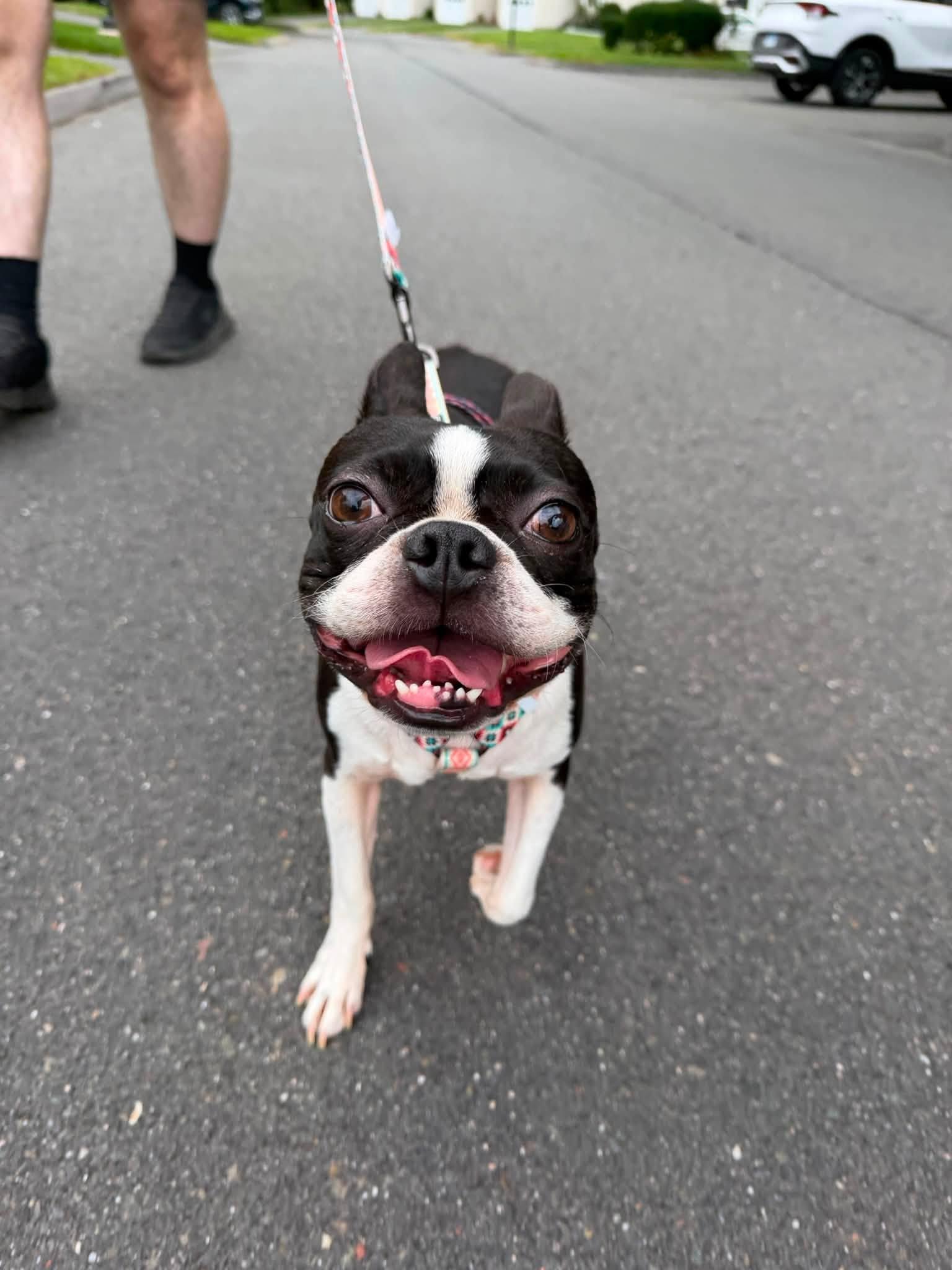 Enlarge Nacho, a Adopted Boston Terrier in New York, NY image 2/3