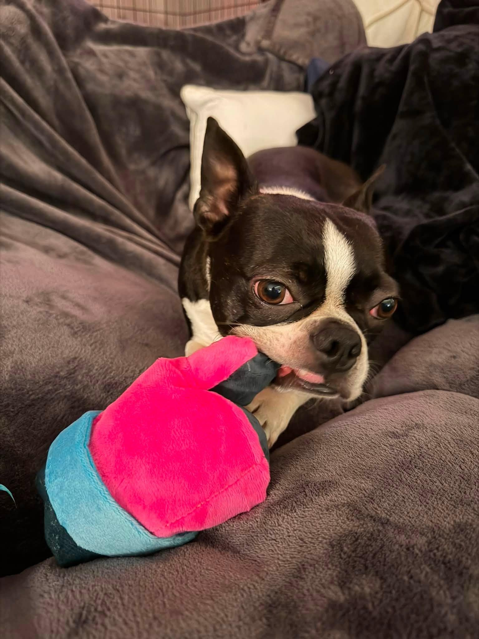 Nacho, Adopted, Adult Male Boston Terrier.