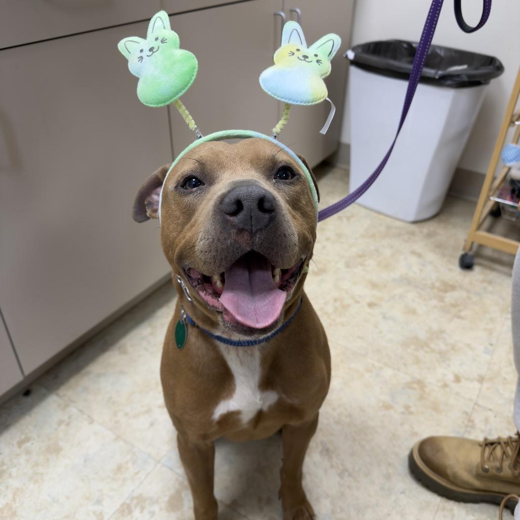 Salem, a Adoptable mixed breed in East Smithfield , PA image 1/6