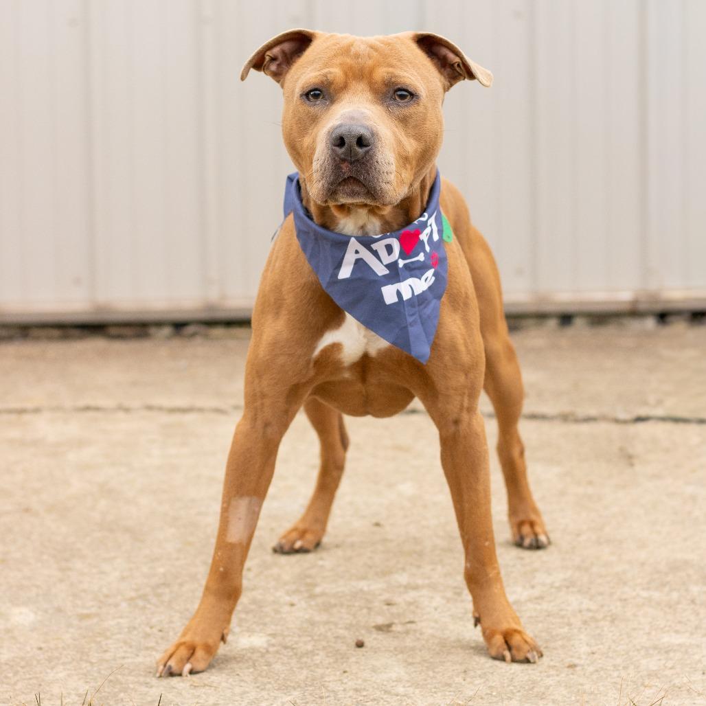 Salem, Adoptable, Adult Male Pit Bull Terrier & Mixed Breed.