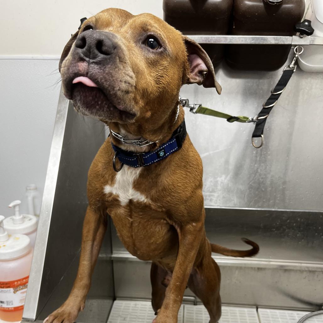 Salem, a Adoptable mixed breed in East Smithfield , PA image 3/6