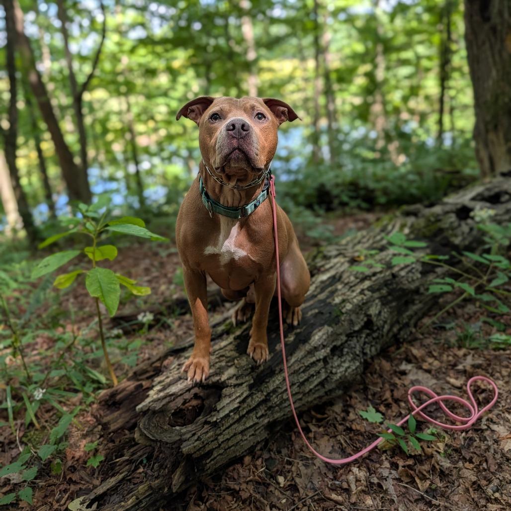 Enlarge Salem, a Adoptable mixed breed in East Smithfield , PA image 3/6