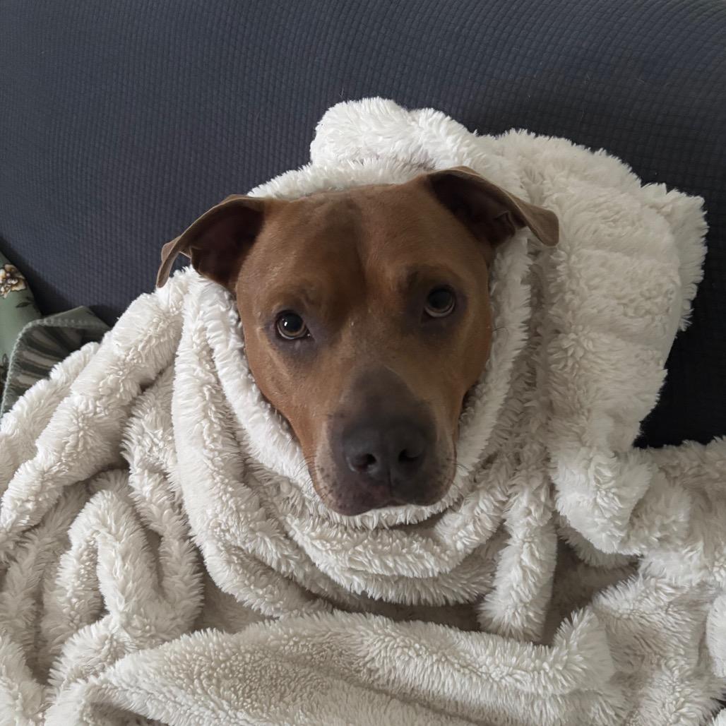 Salem, a Adoptable mixed breed in East Smithfield , PA image 3/6