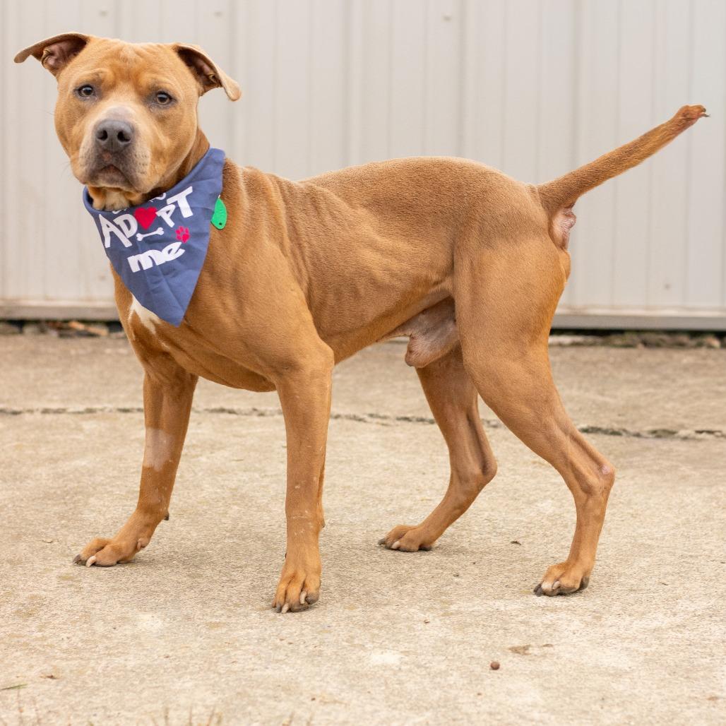 Salem, a Adoptable mixed breed in East Smithfield , PA image 4/6