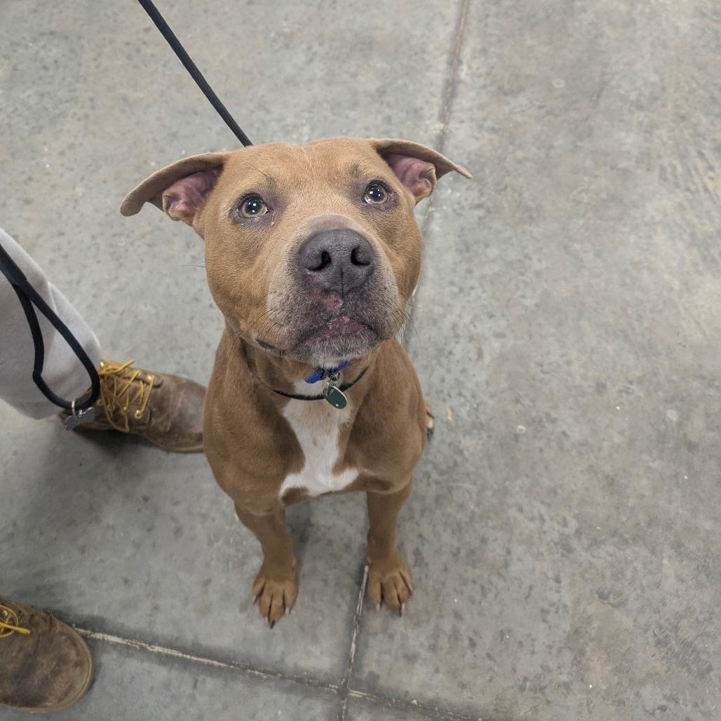 Salem, a Adoptable mixed breed in East Smithfield , PA image 5/6