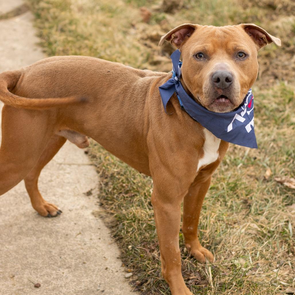 Salem, a Adoptable mixed breed in East Smithfield , PA image 6/6