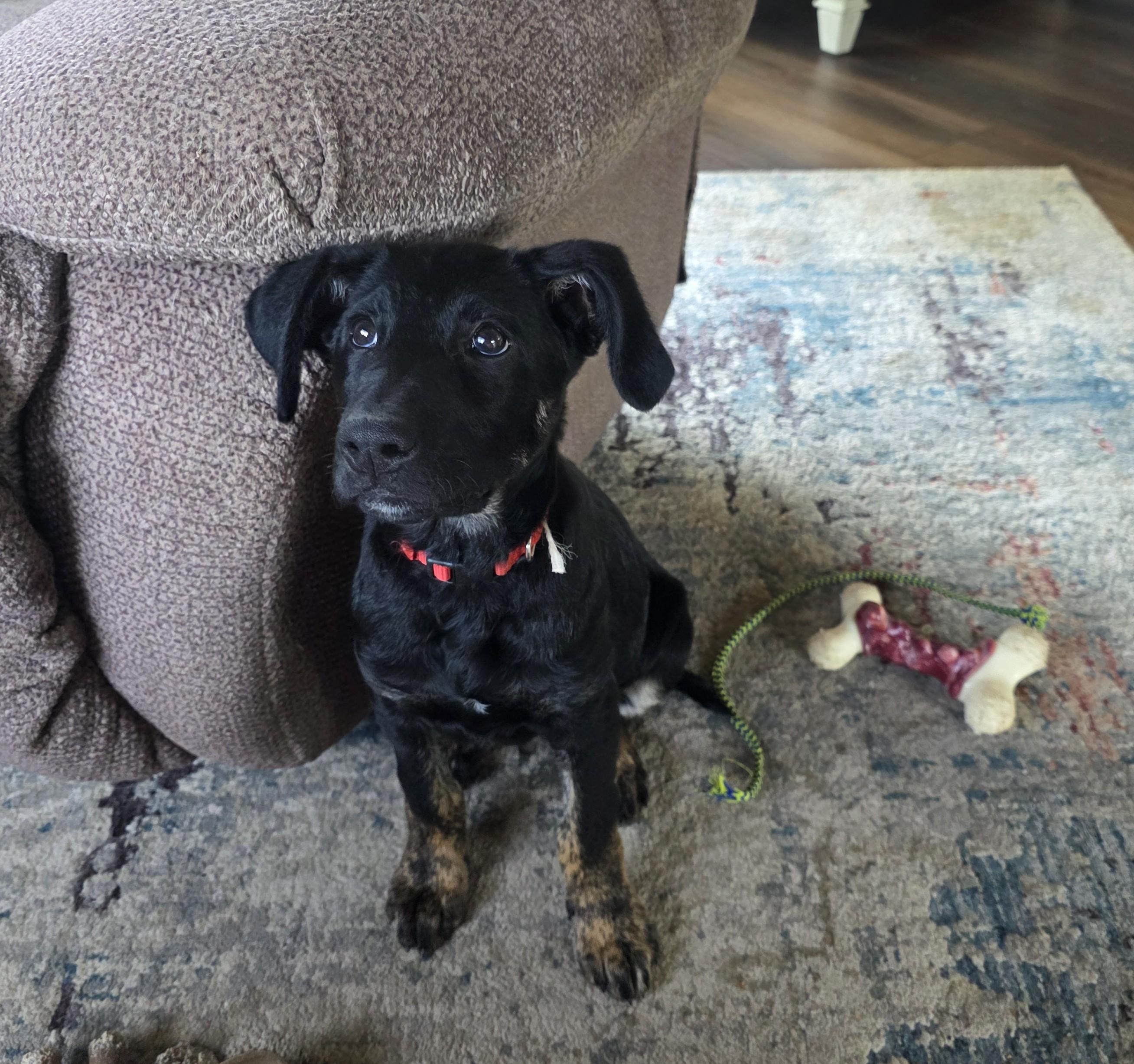 Enlarge Marley, a Adoptable mixed breed in Bow, WA image 1/2