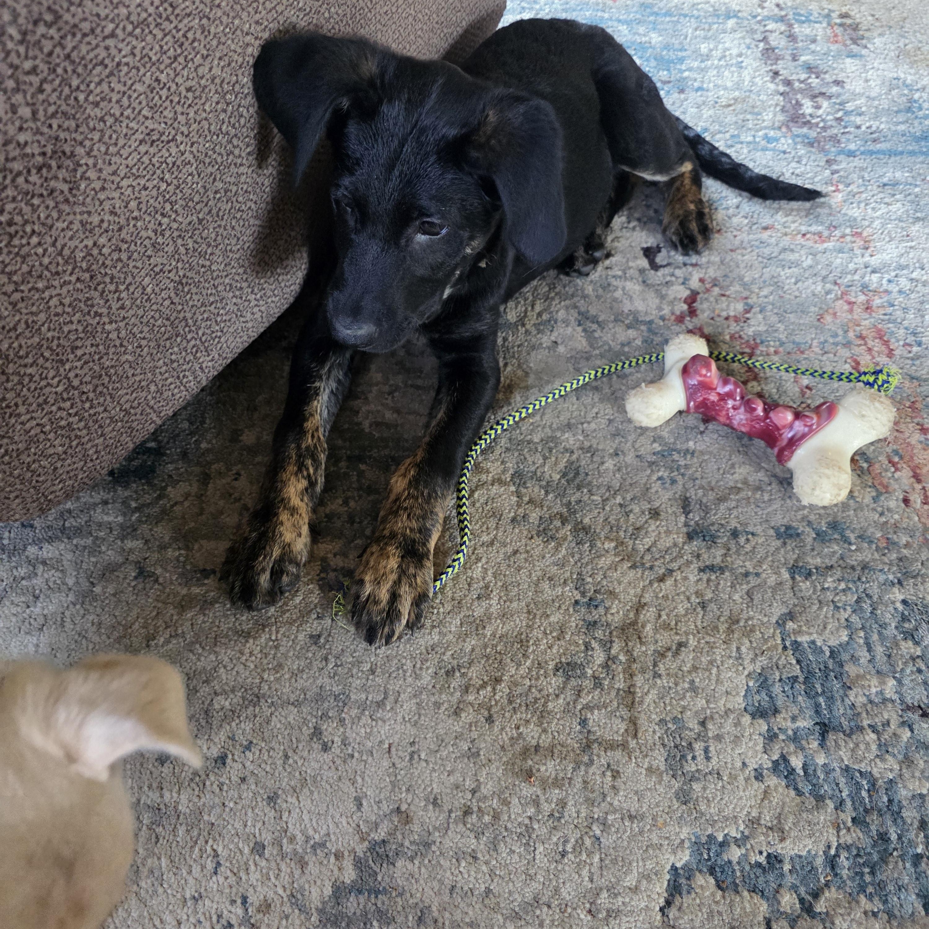 Enlarge Marley, a Adoptable mixed breed in Bow, WA image 2/2
