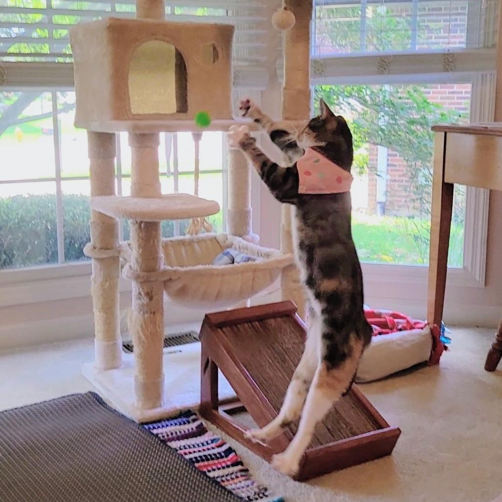 Mary Shelley, Adoptable, Adult Female Domestic Short Hair.