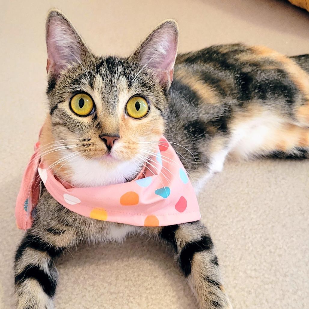 Enlarge Mary Shelley, a Adoptable Domestic Short Hair in St. Louis, MO image 2/6