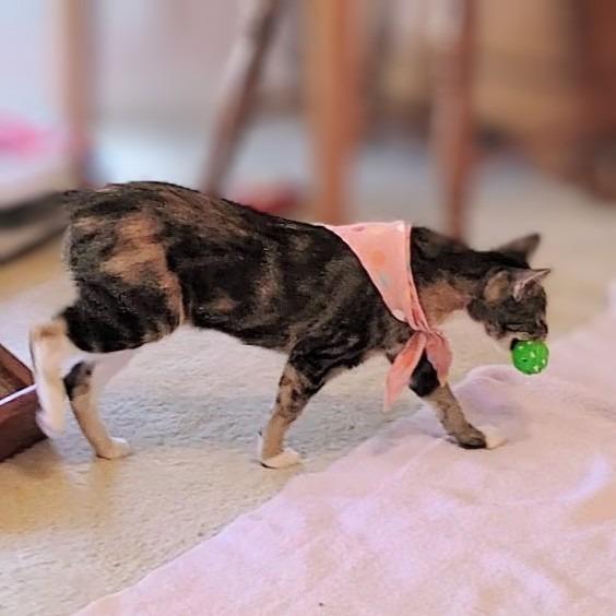 Enlarge Mary Shelley, a Adoptable Domestic Short Hair in St. Louis, MO image 3/6