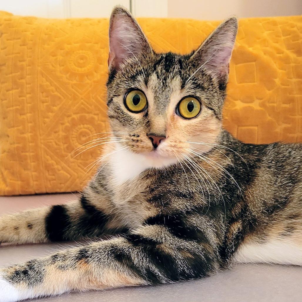 Enlarge Mary Shelley, a Adoptable Domestic Short Hair in St. Louis, MO image 4/6