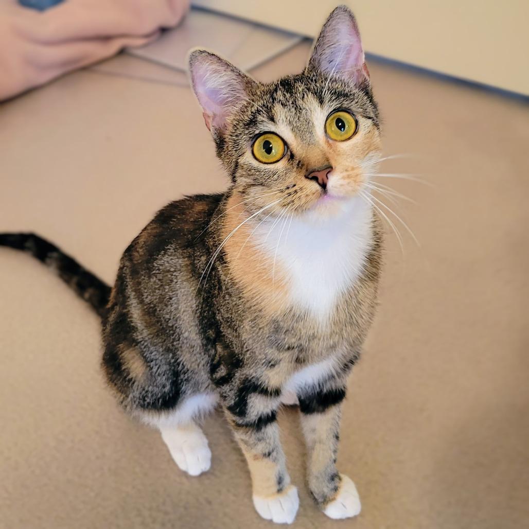 Enlarge Mary Shelley, a Adoptable Domestic Short Hair in St. Louis, MO image 5/6