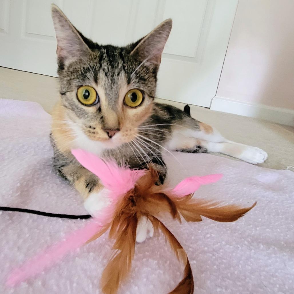 Enlarge Mary Shelley, a Adoptable Domestic Short Hair in St. Louis, MO image 6/6