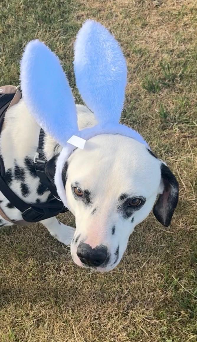 Bingo, ADOPTABLE, Adult Male Dalmatian.