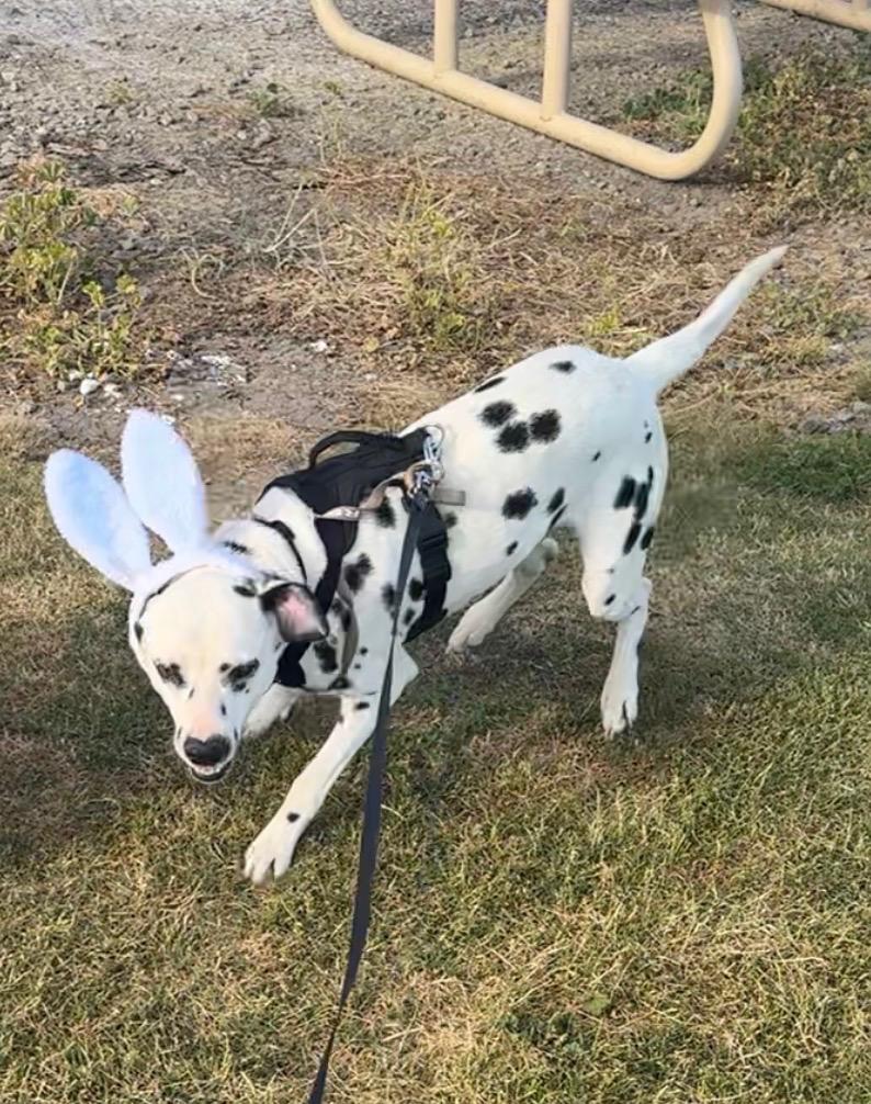 Bingo, a ADOPTABLE Dalmatian in Turlock, CA image 3/3