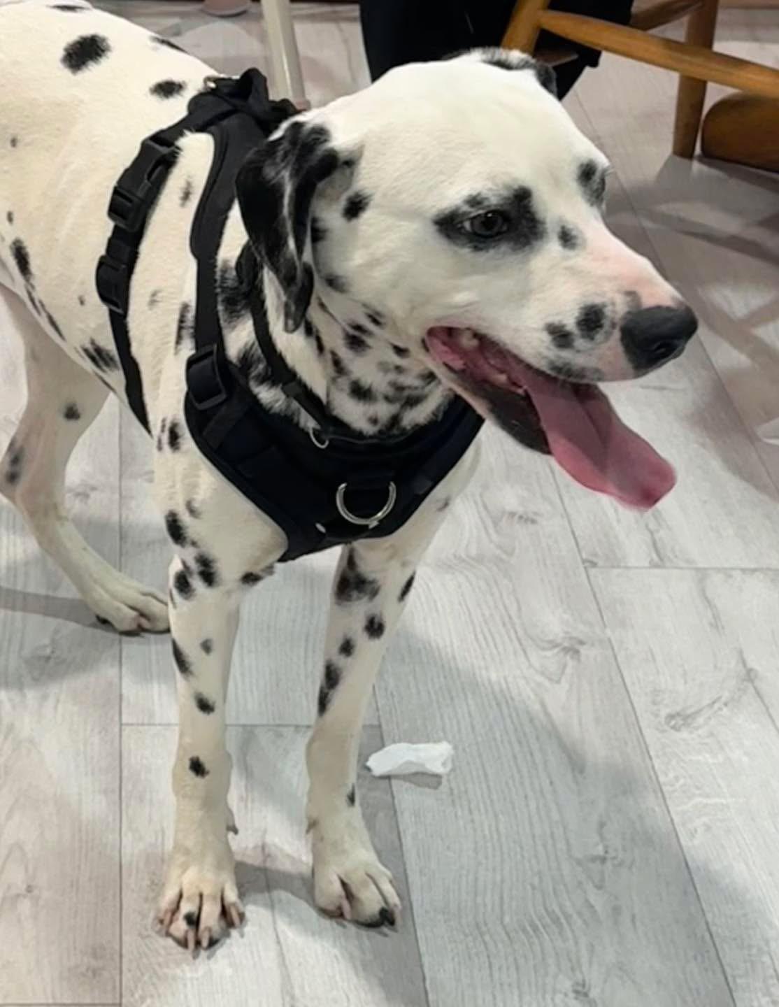 Bingo, a ADOPTABLE Dalmatian in Turlock, CA image 2/3