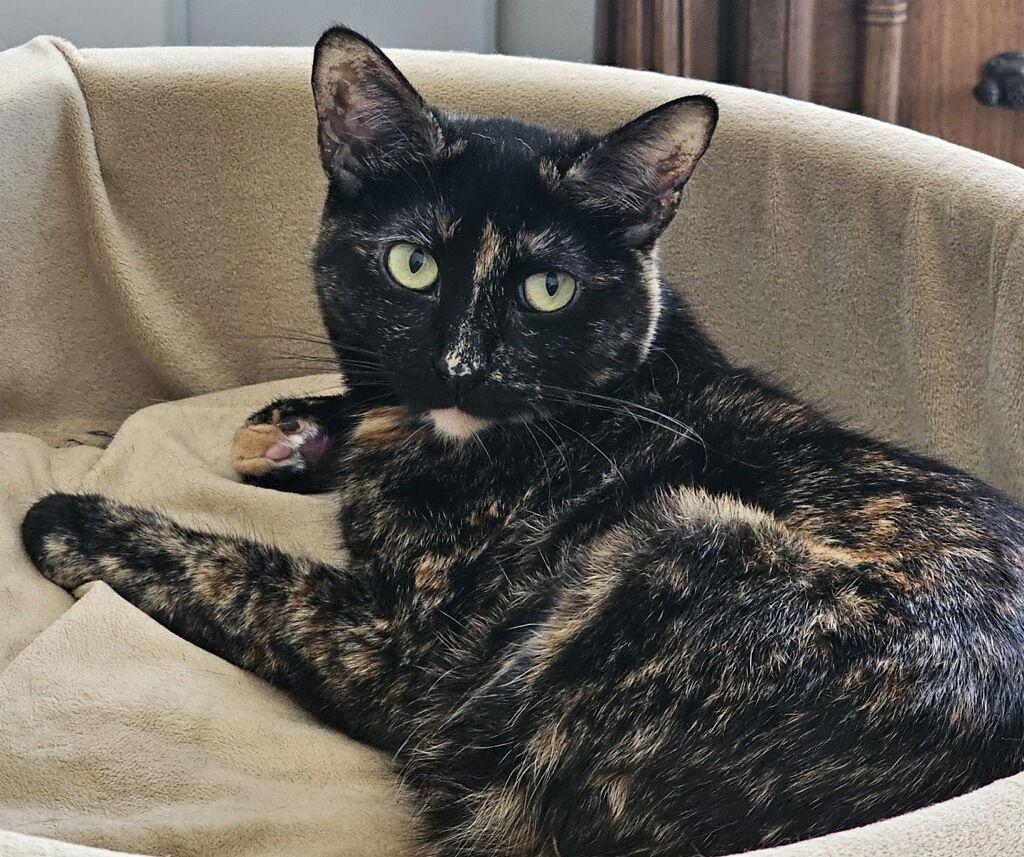 Meadow, a Adoptable Tortoiseshell in Laguna Niguel, CA image 1/3