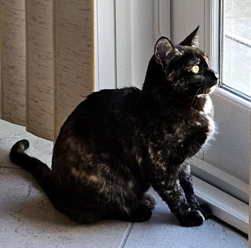 Meadow, a Adoptable Tortoiseshell in Laguna Niguel, CA image 2/3