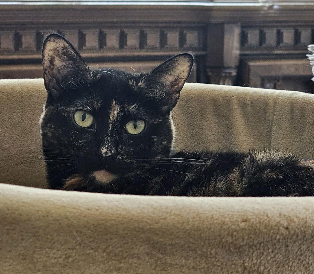 Meadow, a Adoptable Tortoiseshell in Laguna Niguel, CA image 3/3