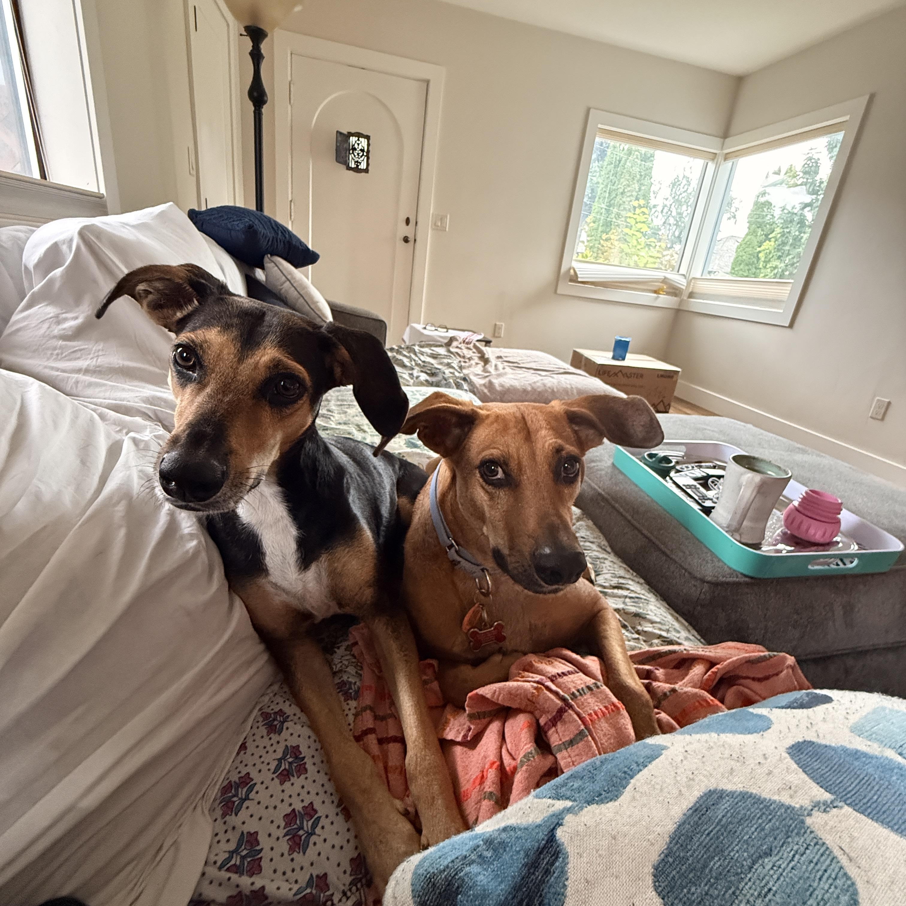 Mika, an adopted mixed breed in Snoqualmie, WA image 2/6
