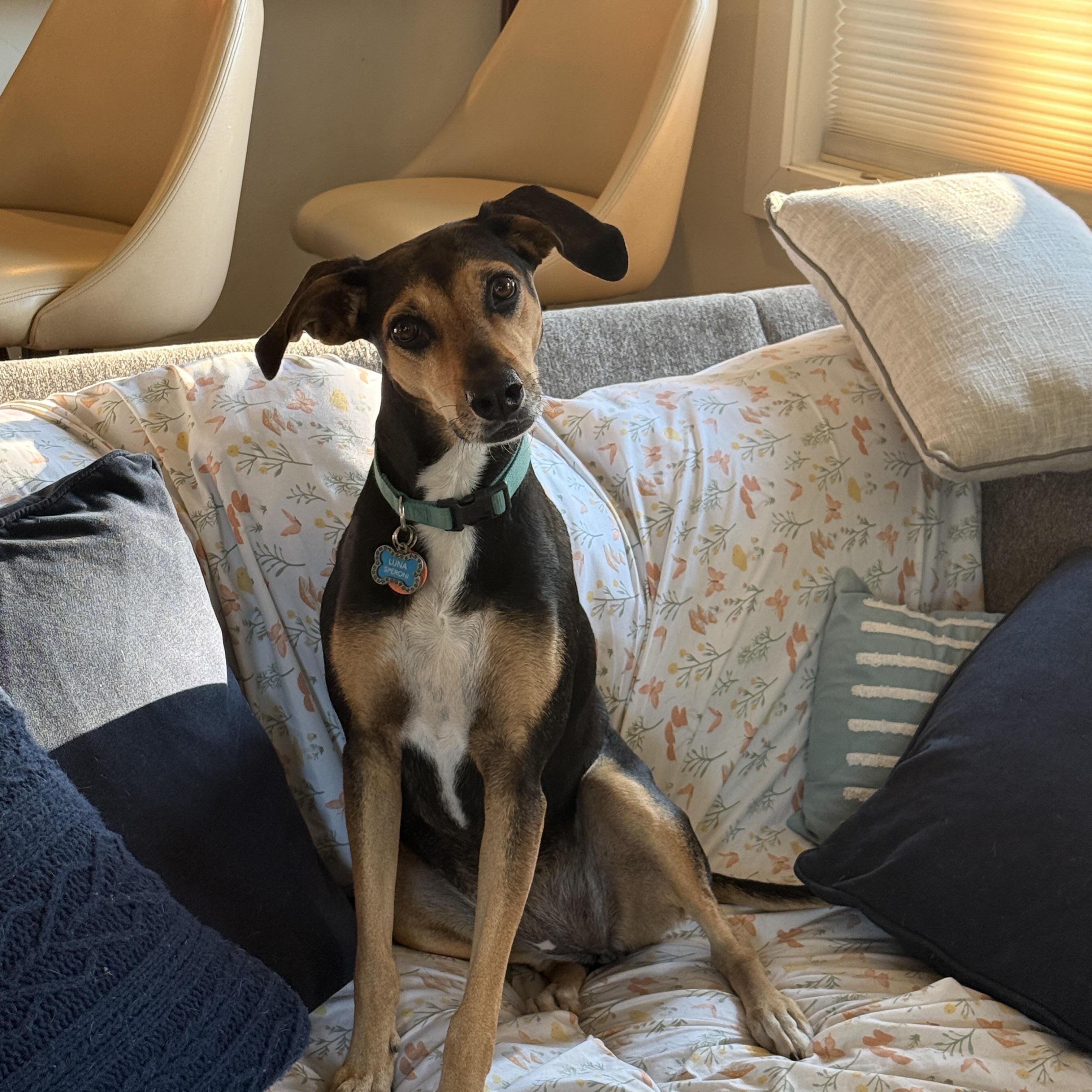 Mika, an adopted mixed breed in Snoqualmie, WA image 1/6