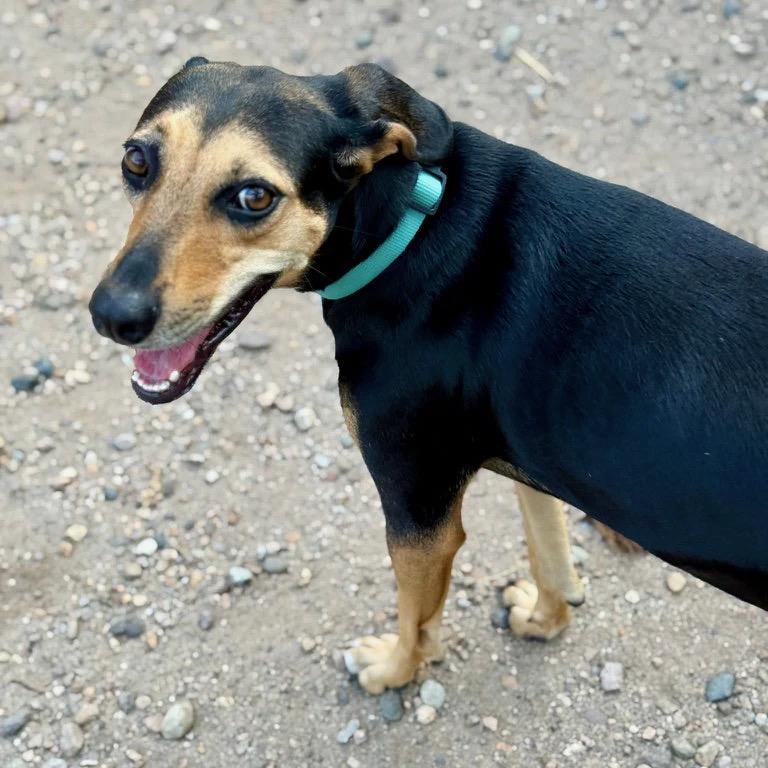 Mika, an adopted mixed breed in Snoqualmie, WA image 4/6