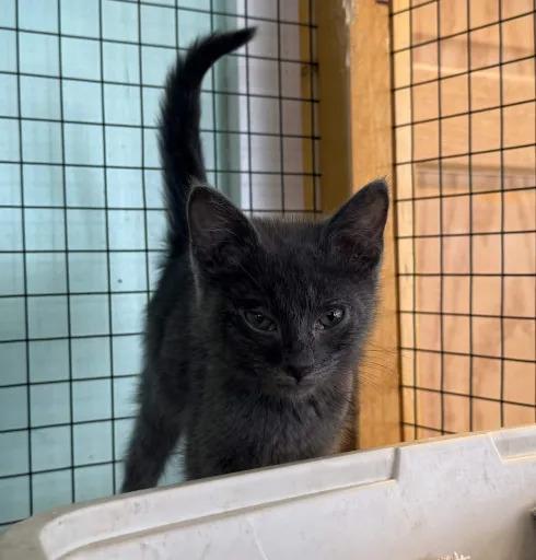 Marsha, Adoptable, Kitten Female Domestic Short Hair.