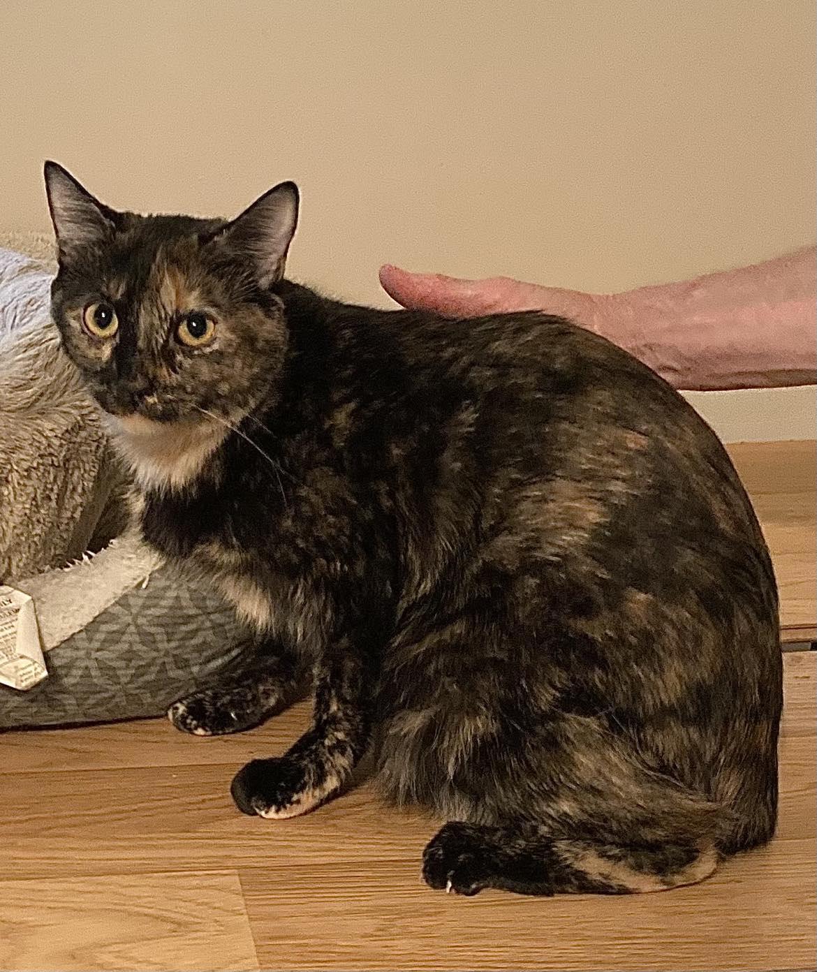 RORY, Adoptable, Adult Female Tortoiseshell.