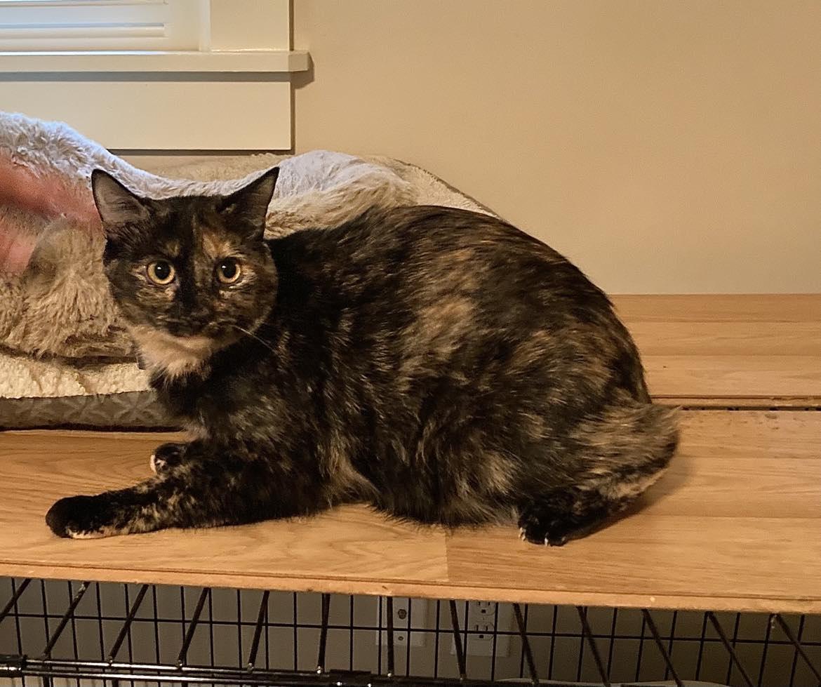 RORY, a Adoptable Tortoiseshell in Capshaw, AL image 2/2