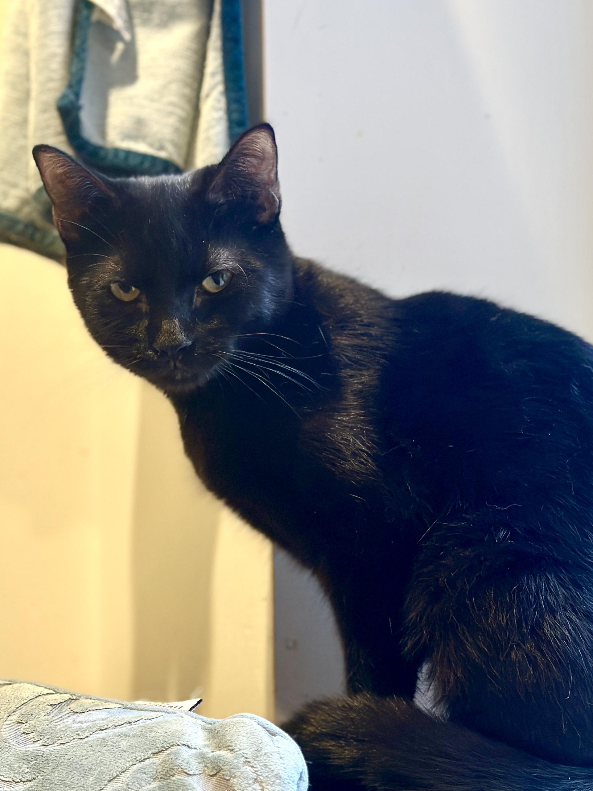 Potato Chip: lively, petite black panther kitten, Adoptable, Young Female Domestic Short Hair.