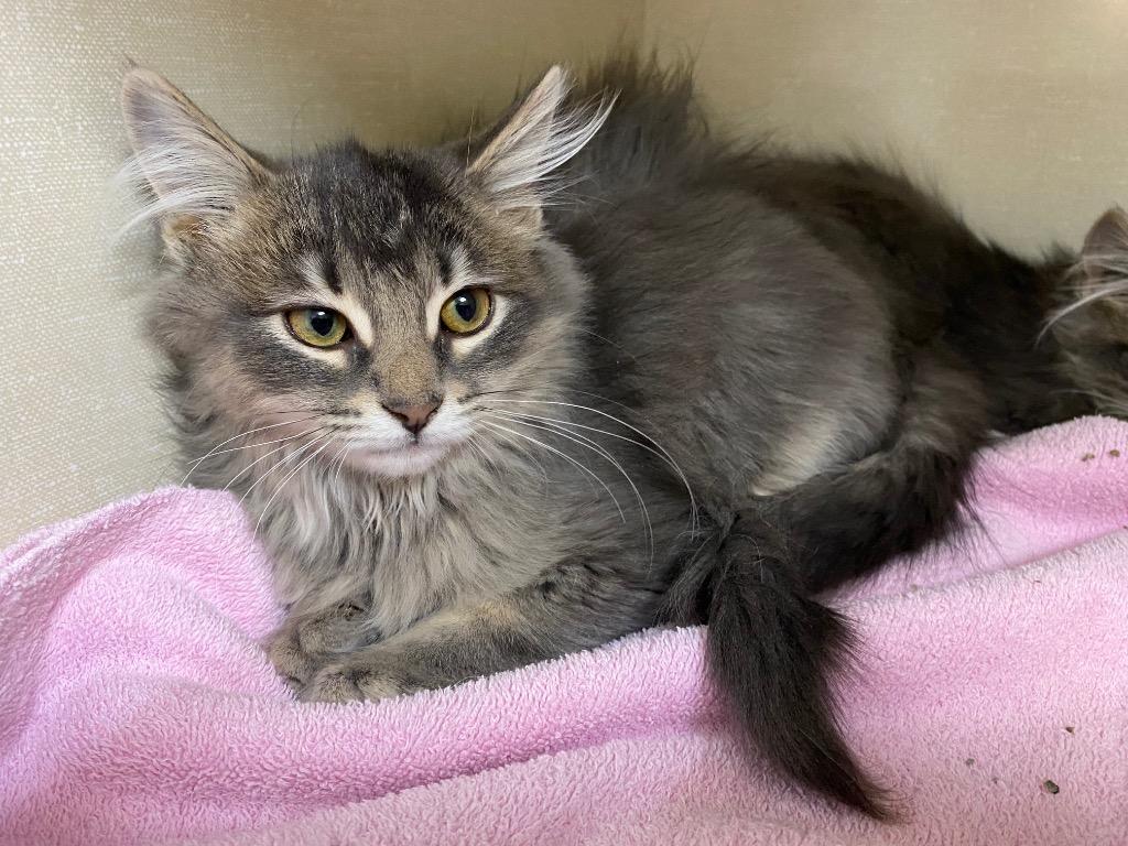 Kildare, Adoptable, Kitten Male Domestic Long Hair.