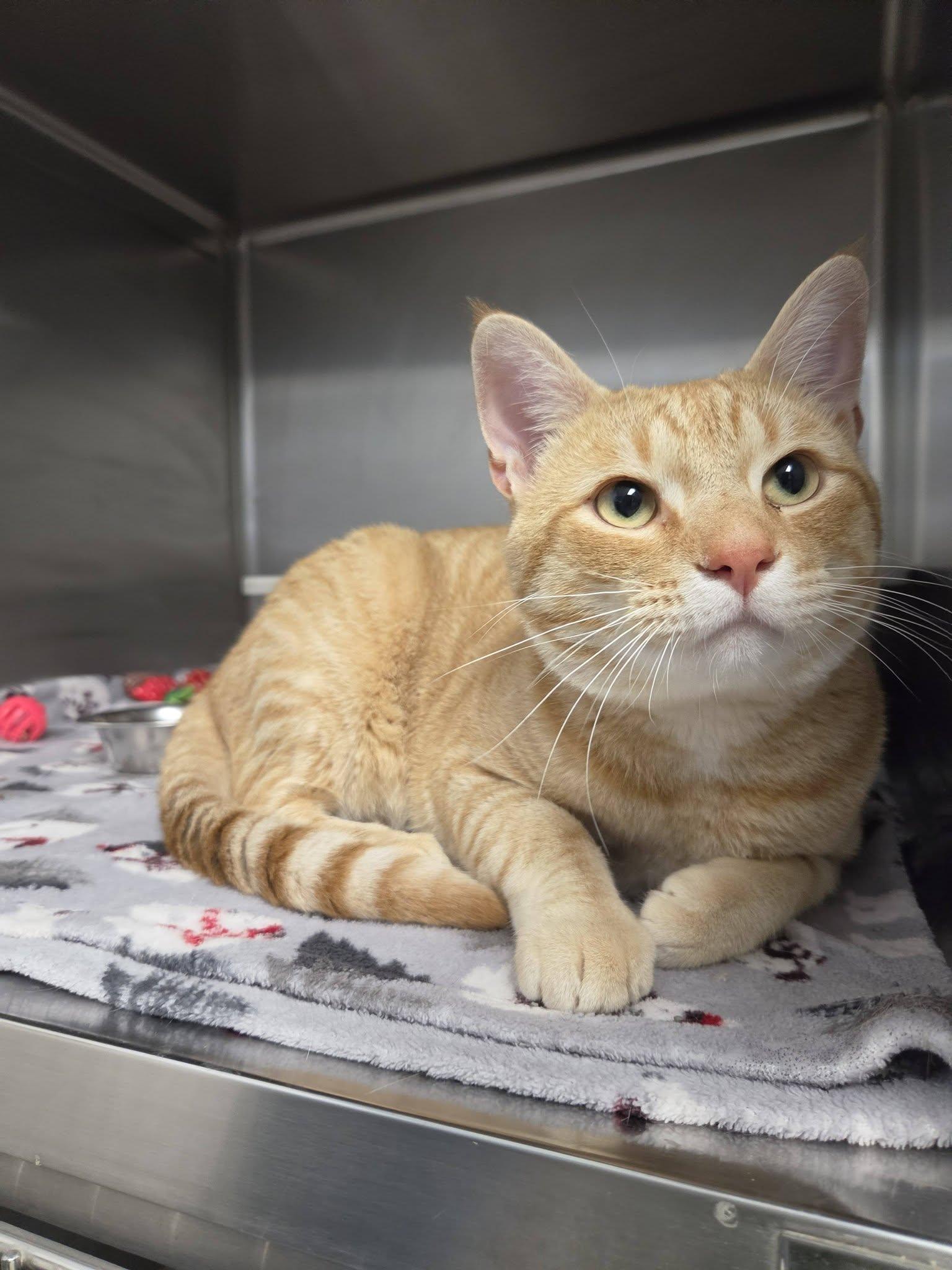Mead, an adopted Domestic Short Hair in Chilton, WI image 2/5