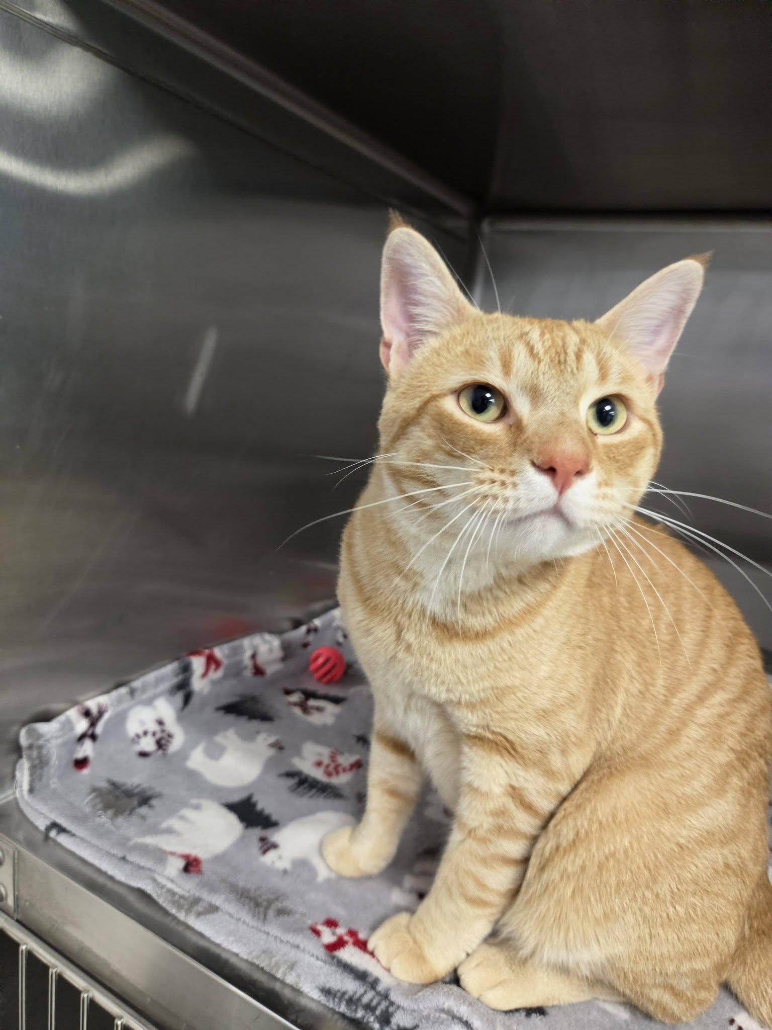 Mead, an adopted Domestic Short Hair in Chilton, WI image 3/5