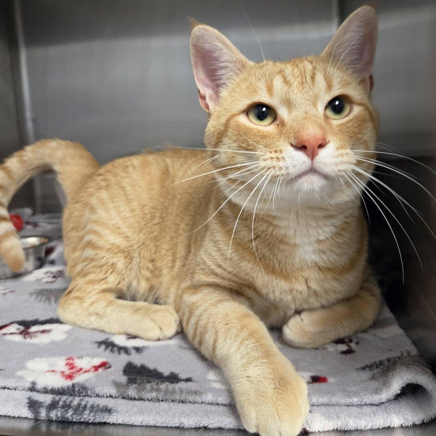 Mead, adopted, Young Male Domestic Short Hair.