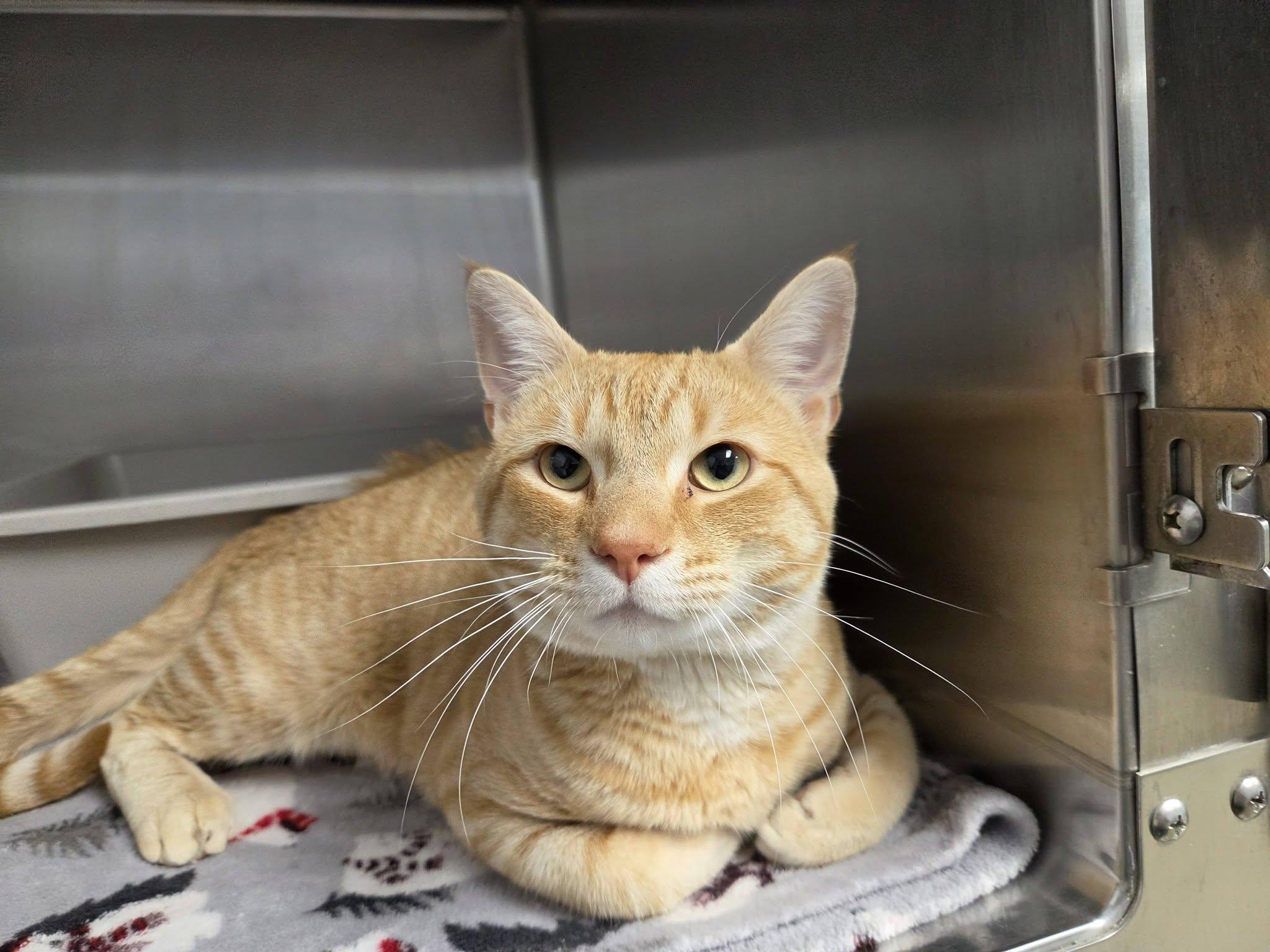 Mead, an adopted Domestic Short Hair in Chilton, WI image 5/5
