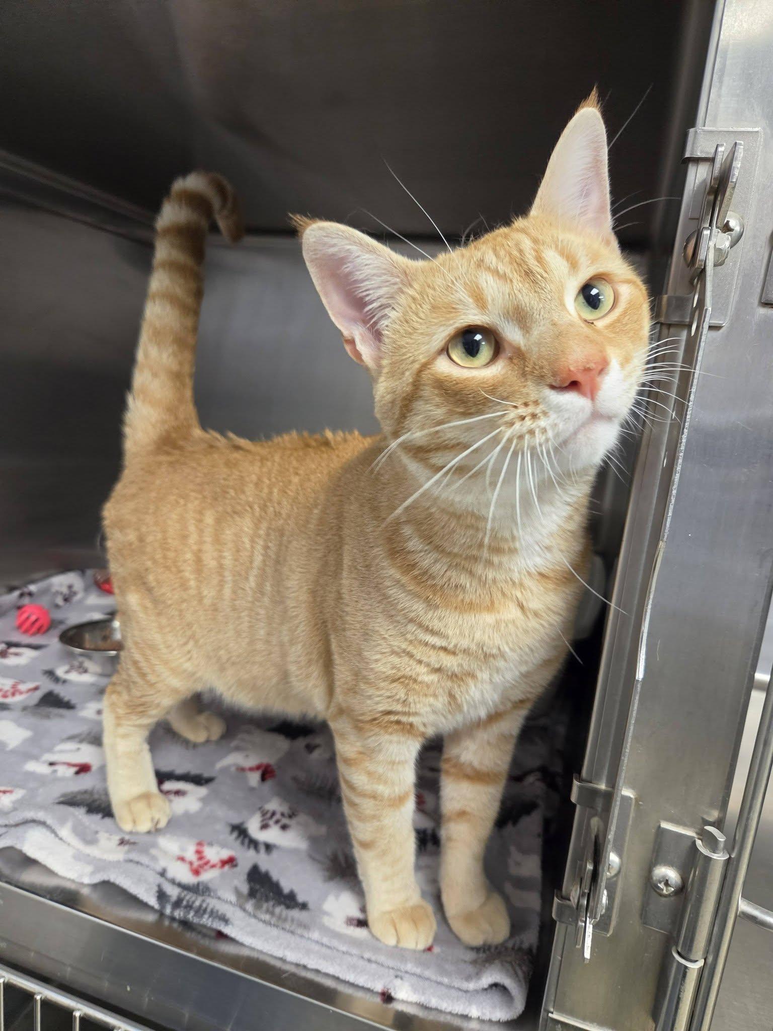 Mead, an adopted Domestic Short Hair in Chilton, WI image 4/5