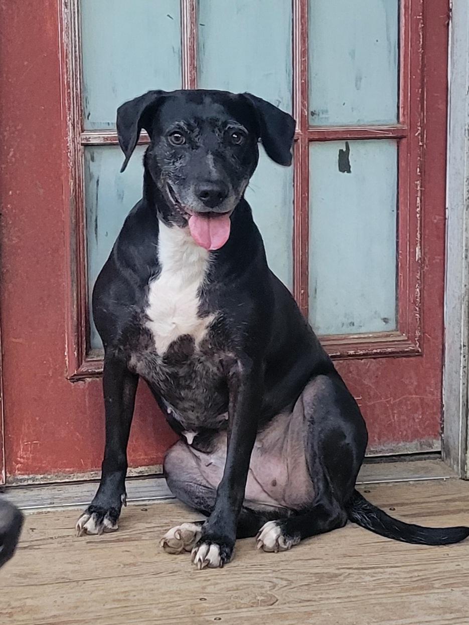 Enlarge Henny, a Adoptable mixed breed in Hillister, TX image 1/8