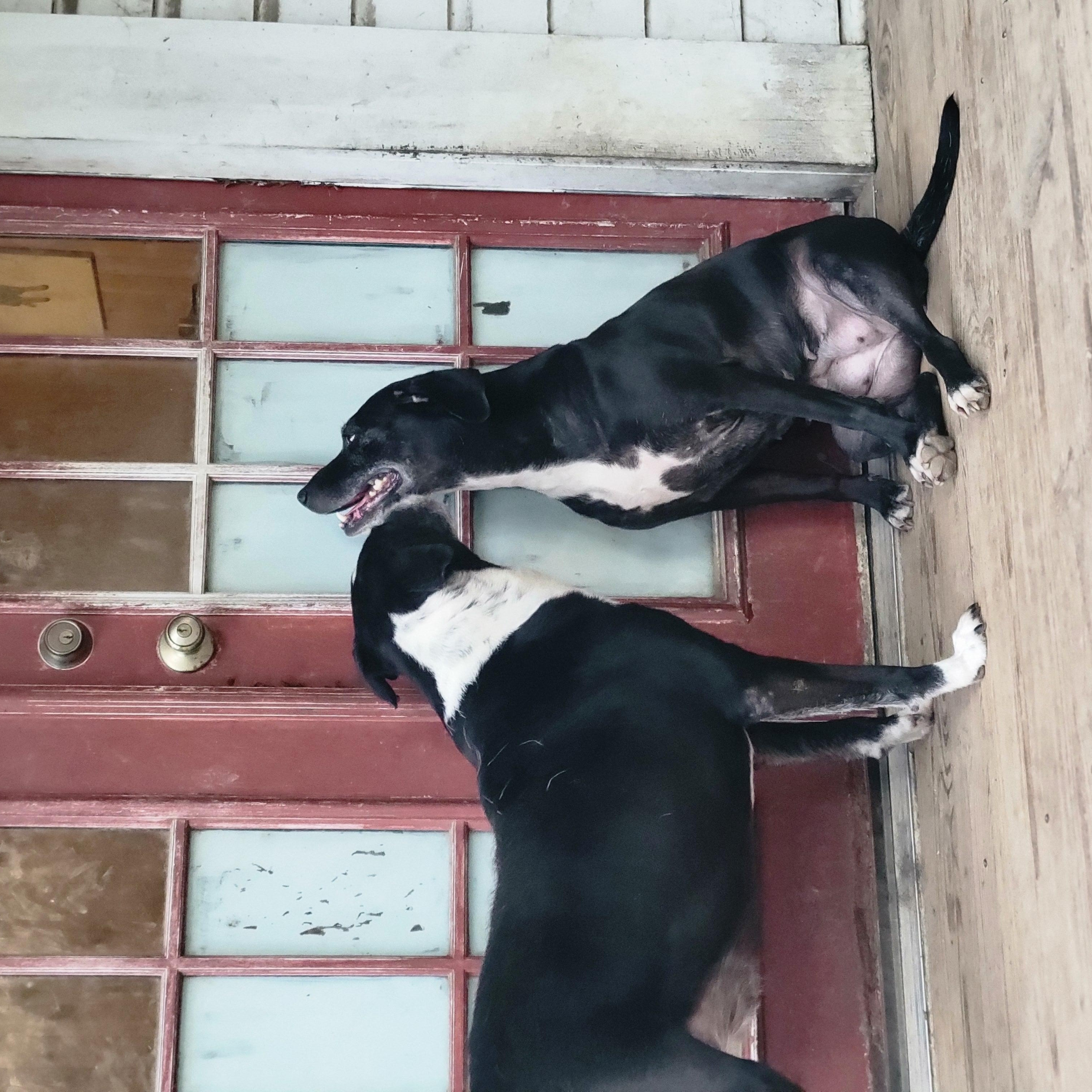 Enlarge Henny, a Adoptable mixed breed in Hillister, TX image 2/8